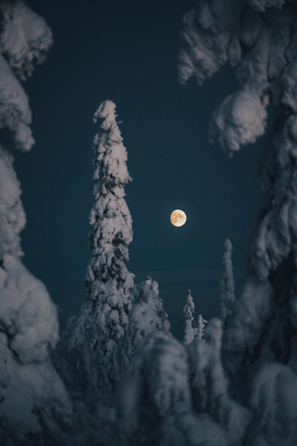 Moonlit snow-covered trees at night in Finnish Lapland