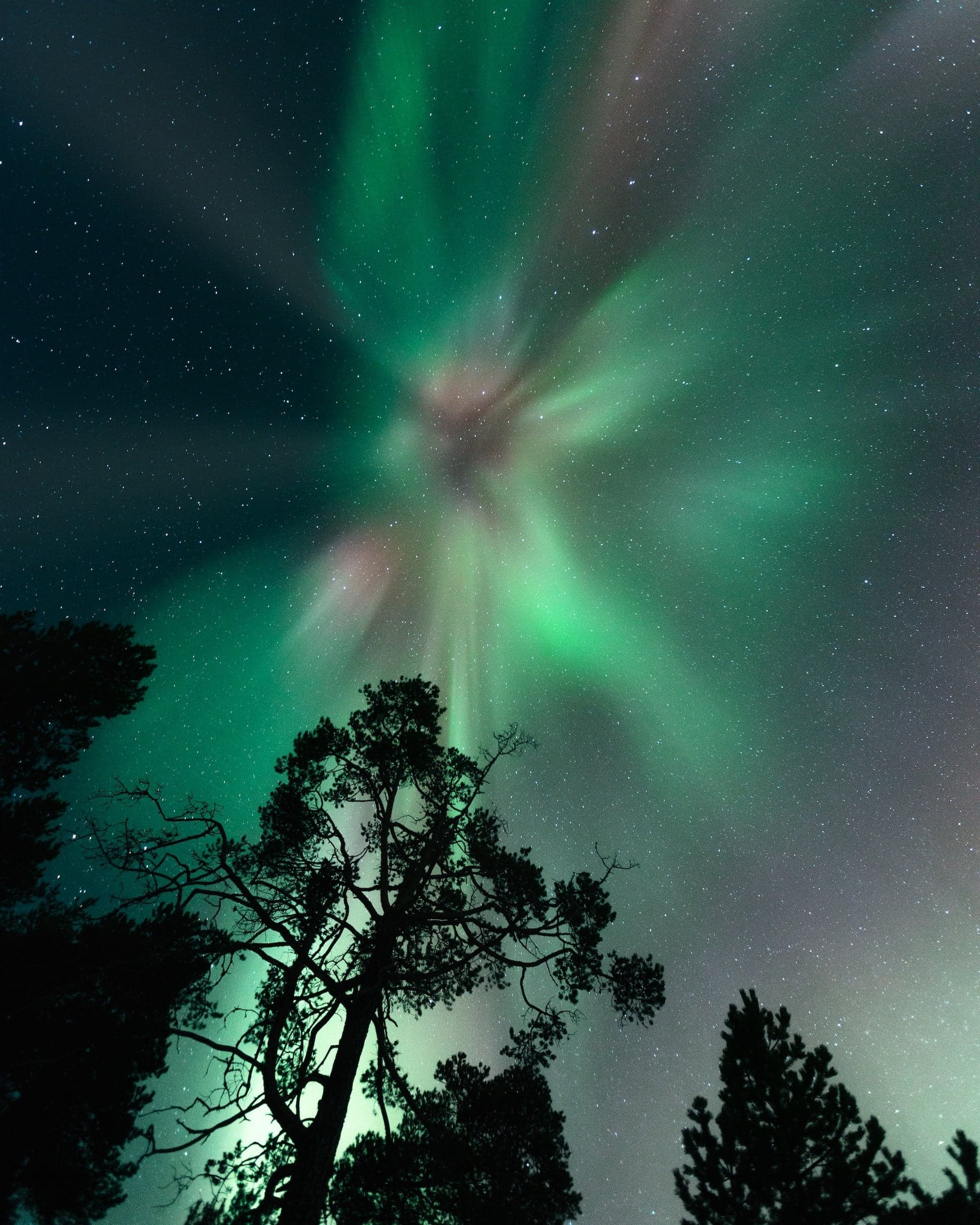 An aurora corona bursting directly overhead above the treetops in Finnish Lapland