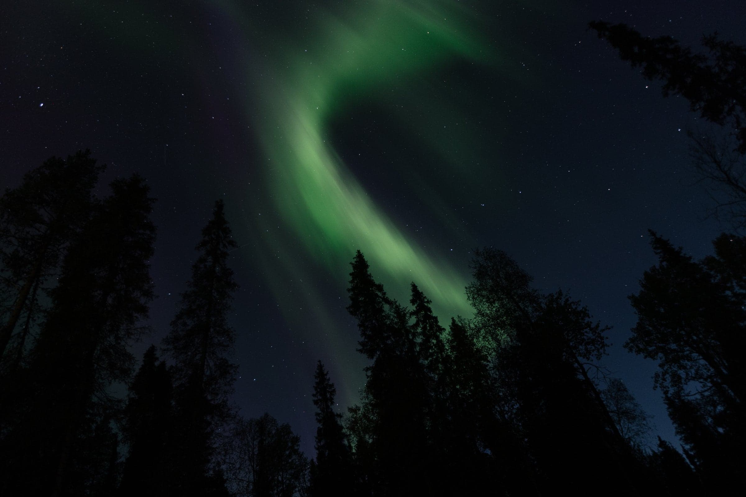 Northern Lights curling above a dark pine forest in Finnish Lapland