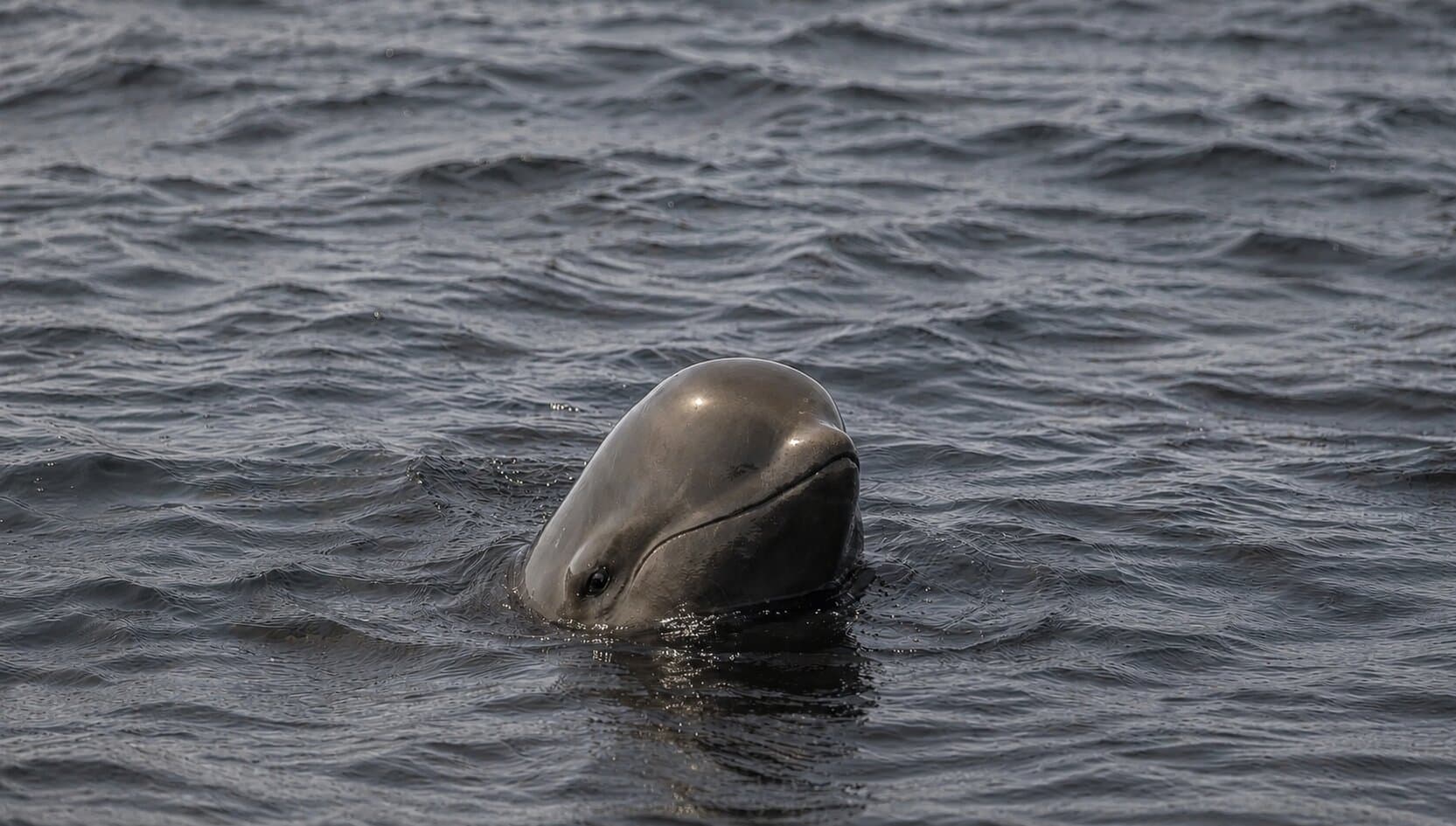 A pilot whale surfacing in dark North Atlantic water